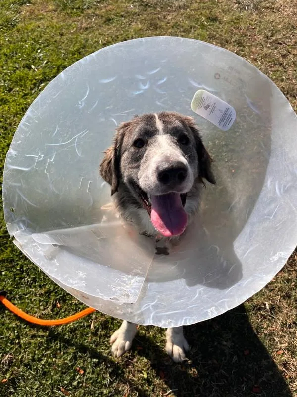 A young large-sized female Great Pyrenees dog named Guinevere for adoption in Kennewick, WA
