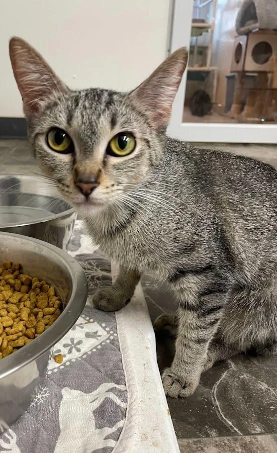A young small-sized female Domestic Short Hair cat named Pepper for adoption in Bourbonnais, IL