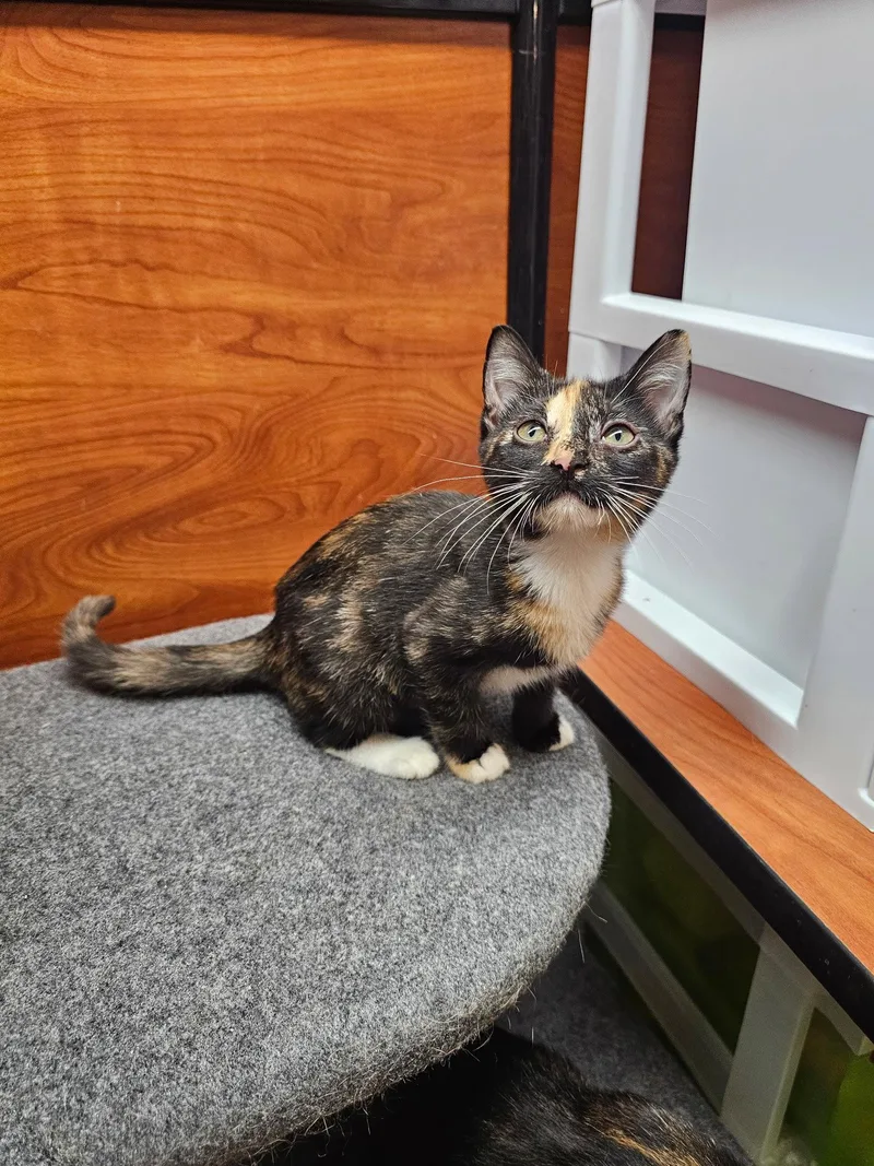 A baby medium-sized female Domestic Short Hair cat named Isabel for adoption in Social Circle, GA
