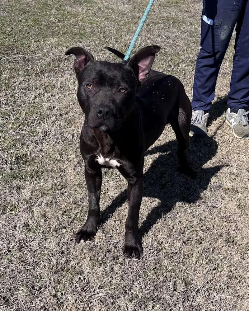 Bo  Loving And thumbnail 2