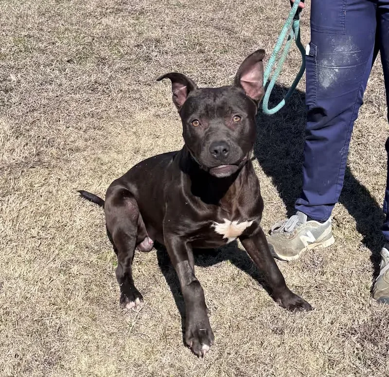 Bo  Loving And thumbnail 3