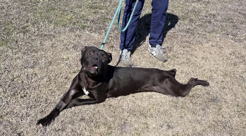 Bo  Loving And thumbnail 4