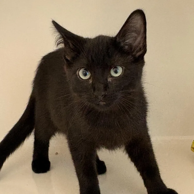A baby small-sized male Black Domestic Short Hair cat named Moon for adoption in Grantsville, UT