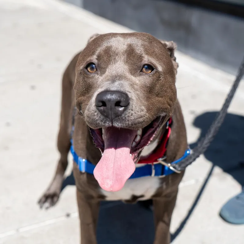 An adult large-sized male Gray / Blue / Silver Mixed Breed dog named Jinx for adoption in Jersey City, NJ