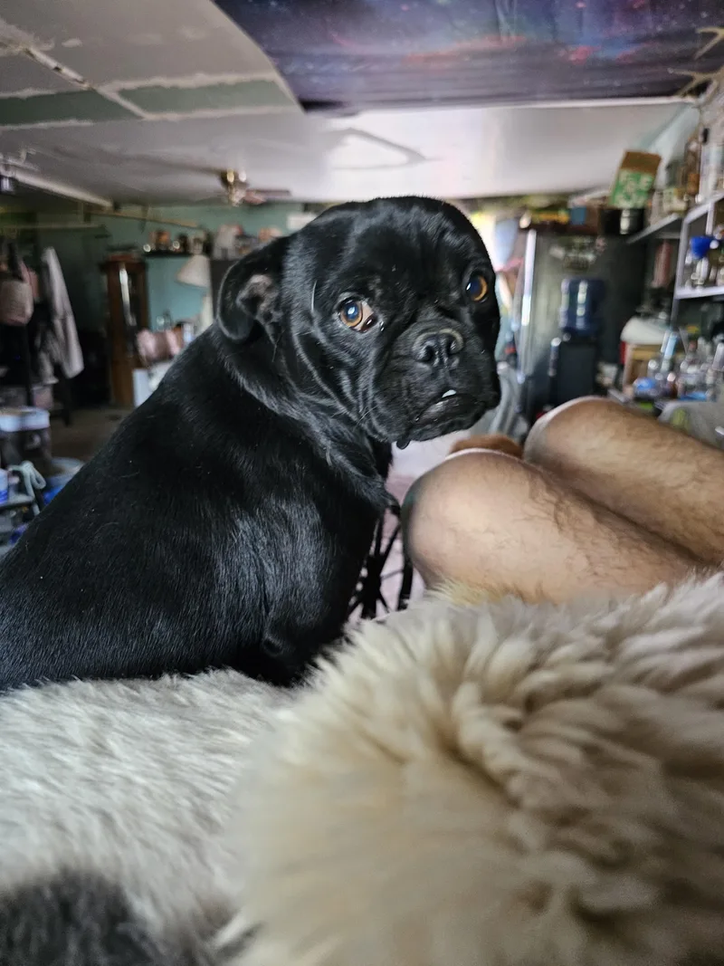 An adult small-sized male Black Pug dog named Mouse for adoption in Phelan, CA