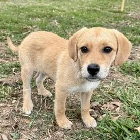 A baby medium-sized male Golden Labrador Retriever dog named Benji for adoption in Liverpool, TX
