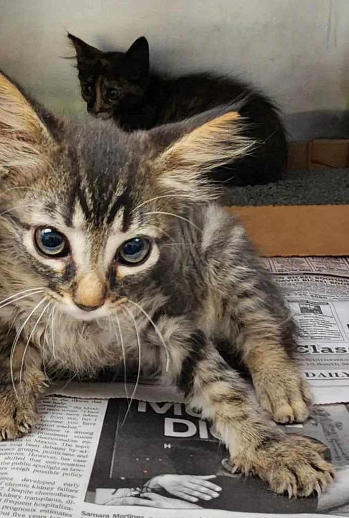 A baby medium-sized female Domestic Short Hair cat named Sparta for adoption in Belton, TX