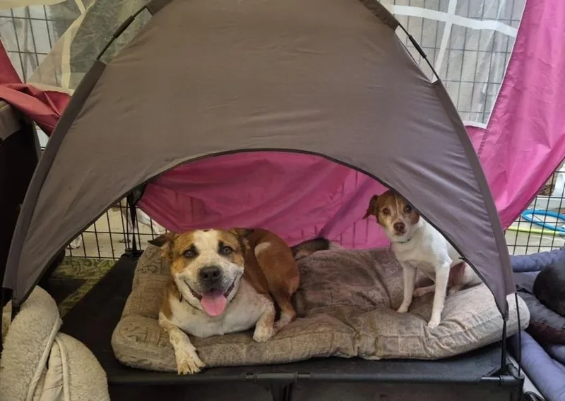 Seth  Beagle Jack thumbnail 2