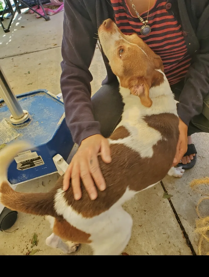 Seth  Beagle Jack thumbnail 3