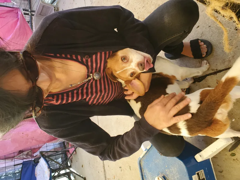 Seth  Beagle Jack thumbnail 4