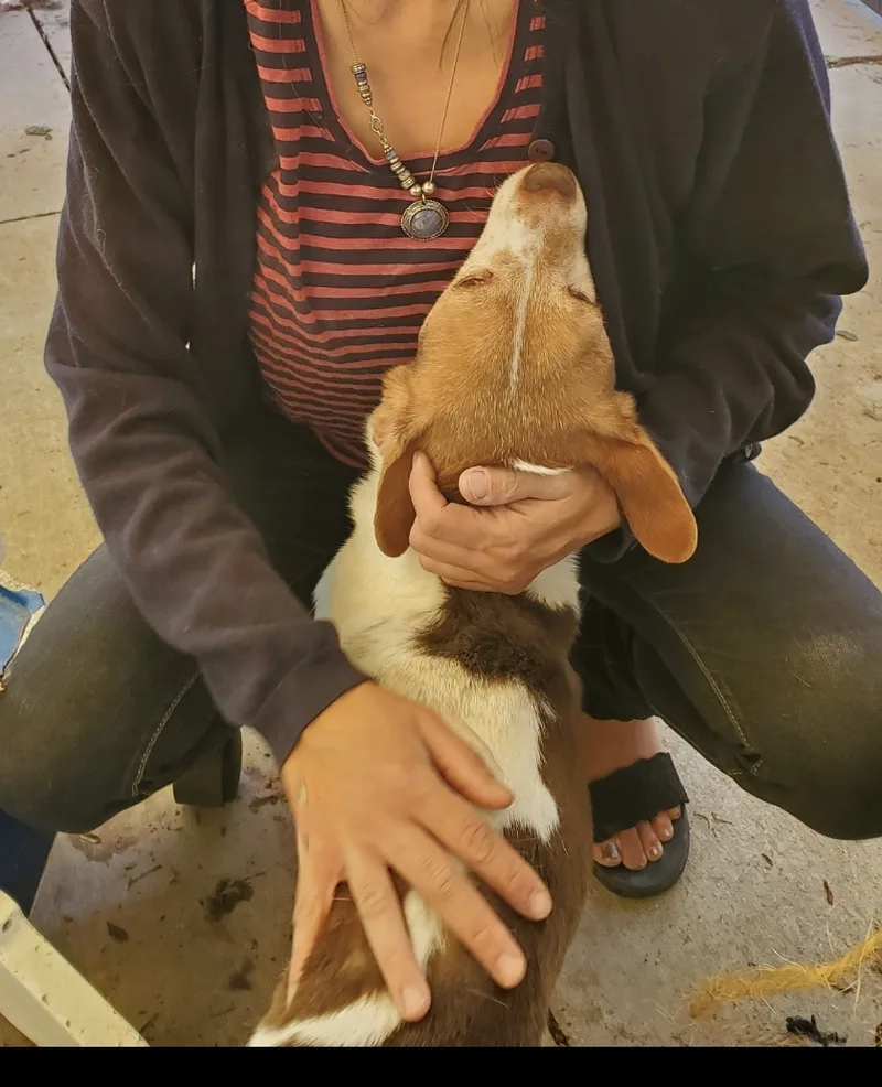 Seth  Beagle Jack thumbnail 5