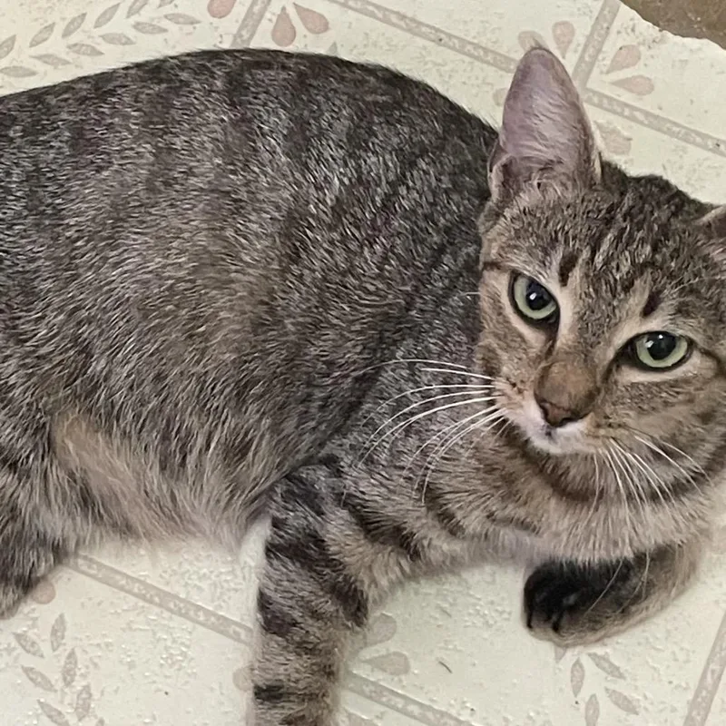 A young medium-sized female Gray / Blue / Silver Domestic Short Hair cat named Biscuit for adoption in Edinburg, TX