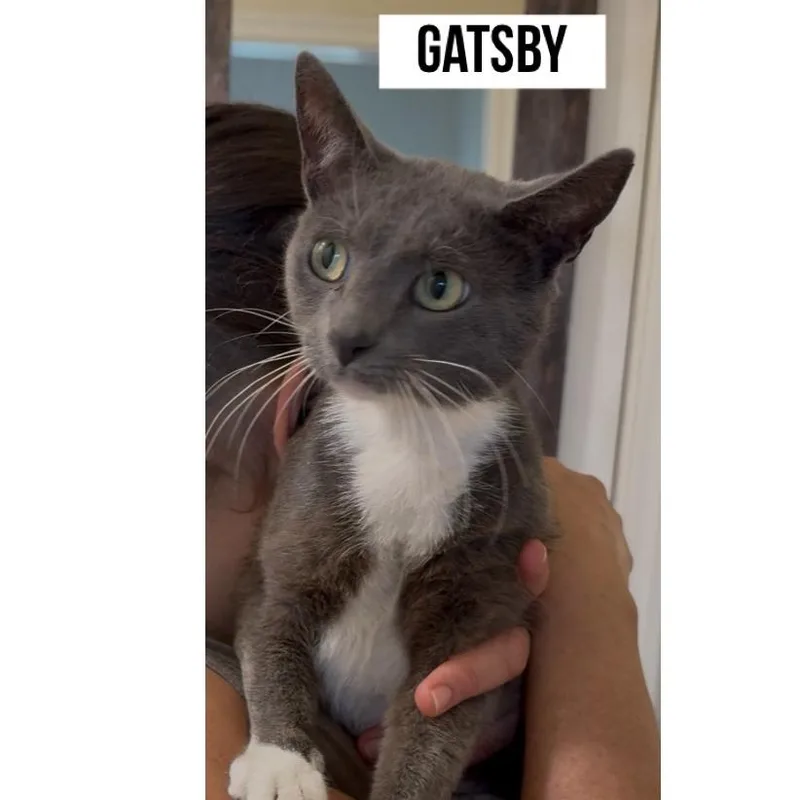 An adult medium-sized male Gray / Blue / Silver Domestic Short Hair cat named Gatsby for adoption in Boston, MA