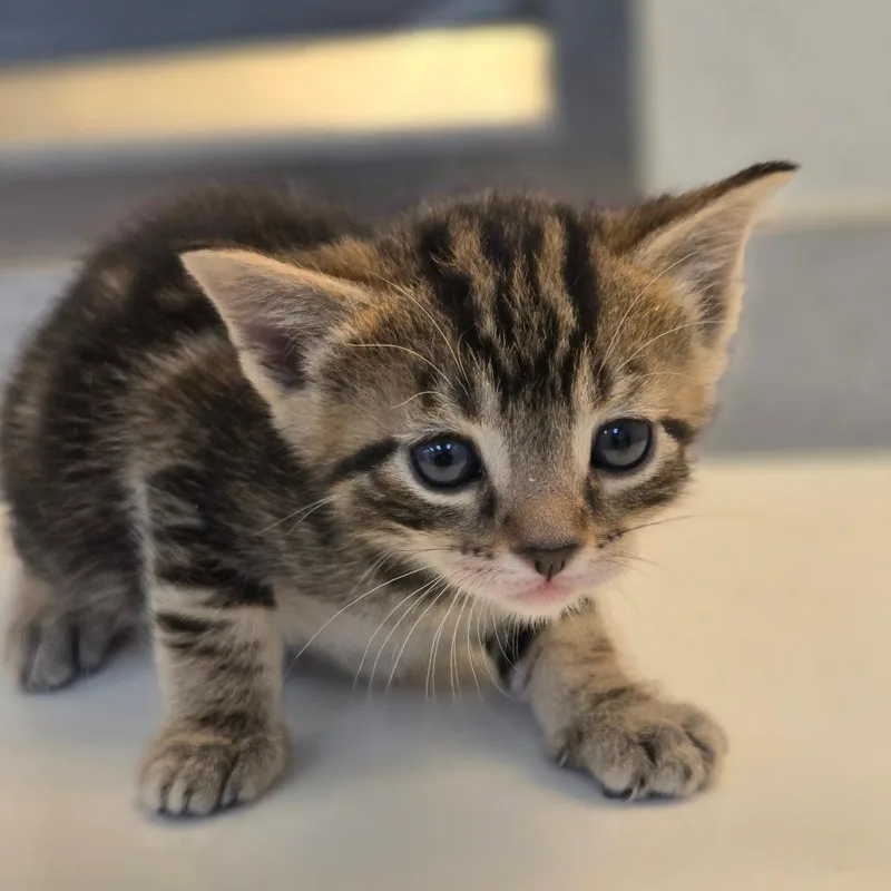 A baby small-sized male Gray / Blue / Silver Domestic Short Hair cat named Sugar Boy for adoption in Edinburg, TX