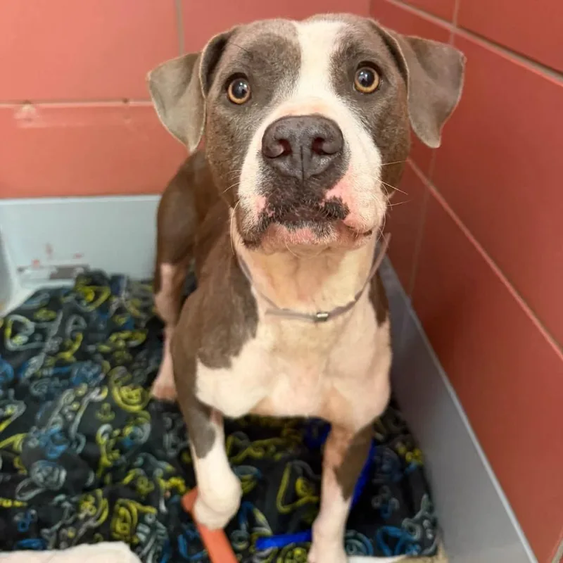 An adult medium-sized female Gray / Blue / Silver American Staffordshire Terrier dog named Melanie for adoption in Pittsburgh, PA
