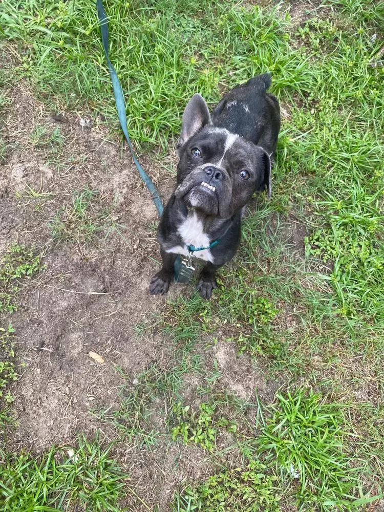 An adult small-sized male Black Chihuahua dog named Jax for adoption in Lakeland, FL