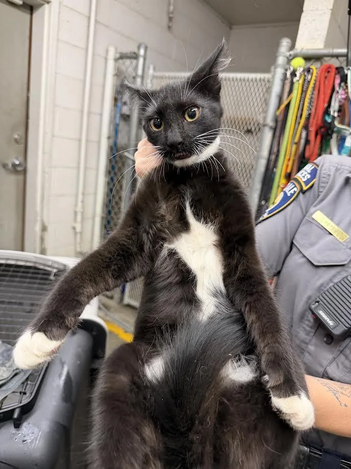 A young medium-sized male Black & White / Tuxedo Domestic Short Hair cat named Tux for adoption in Oakdale, CA