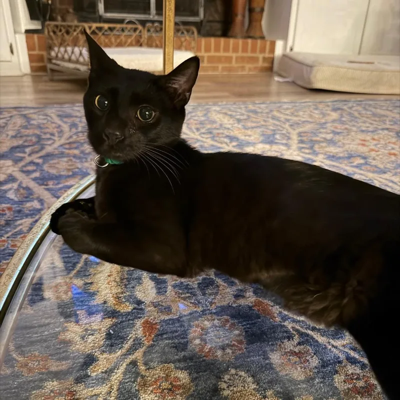 A young medium-sized male Domestic Short Hair cat named Crimson for adoption in Cumming, GA