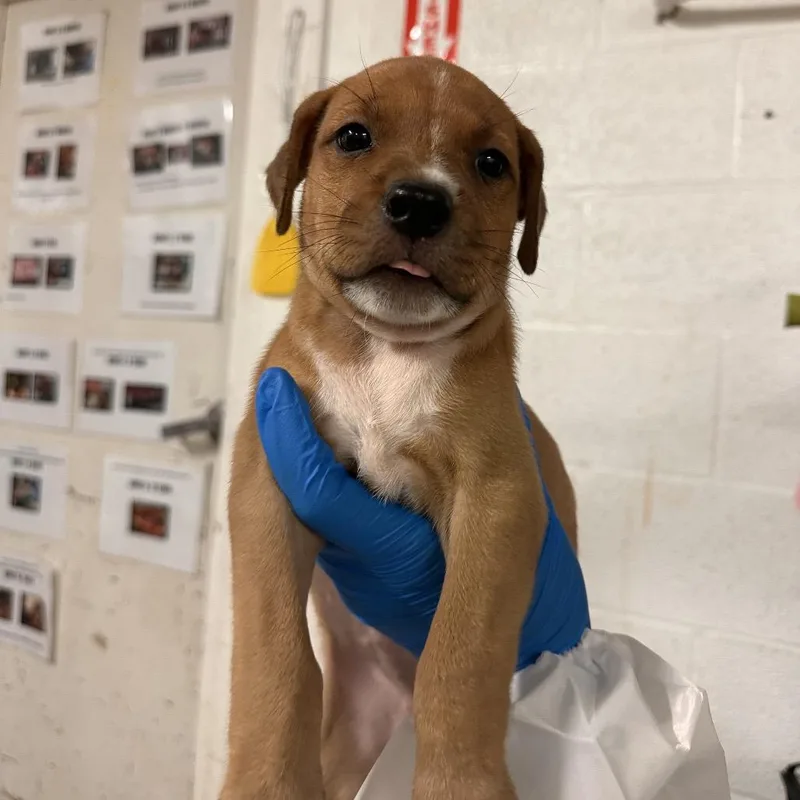 A baby medium-sized female Brown / Chocolate Mixed Breed dog named Boo for adoption in Edinburg, TX