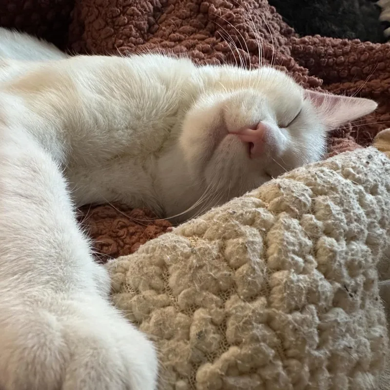 Purrincess Piper thumbnail 3