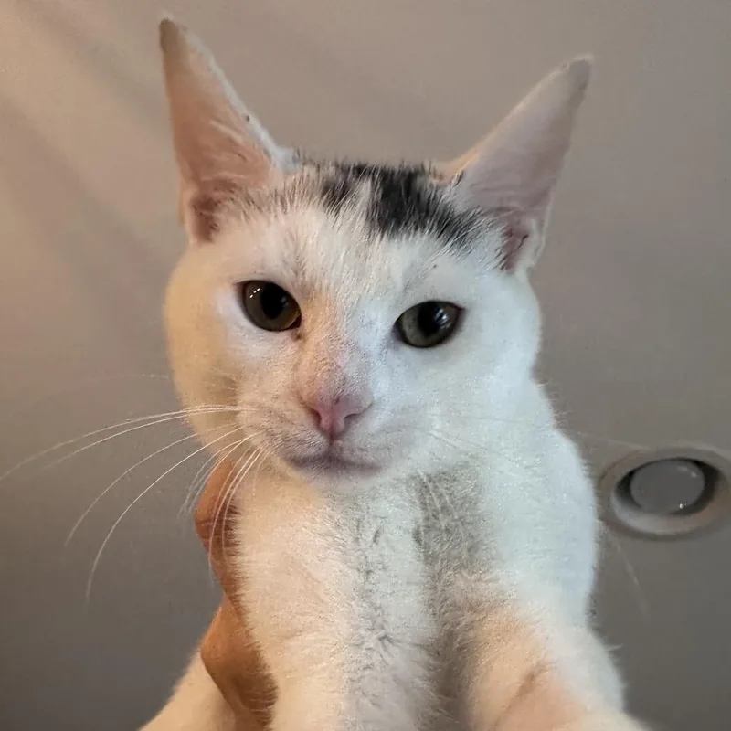 Purrincess Piper thumbnail 4