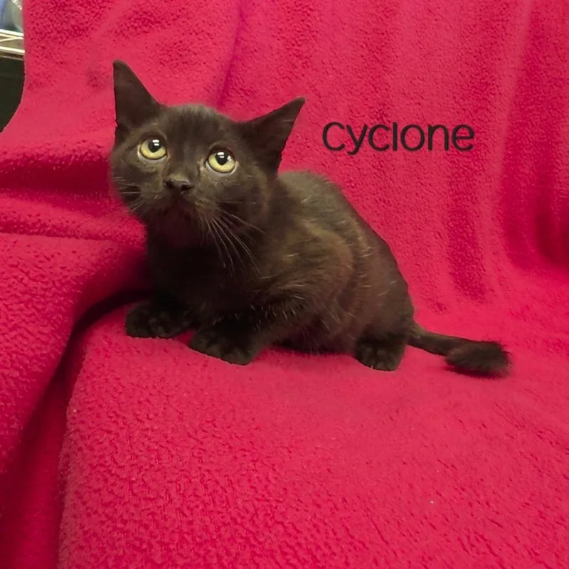A baby small-sized male Black Domestic Short Hair cat named Cyclone for adoption in Parkersburg, WV