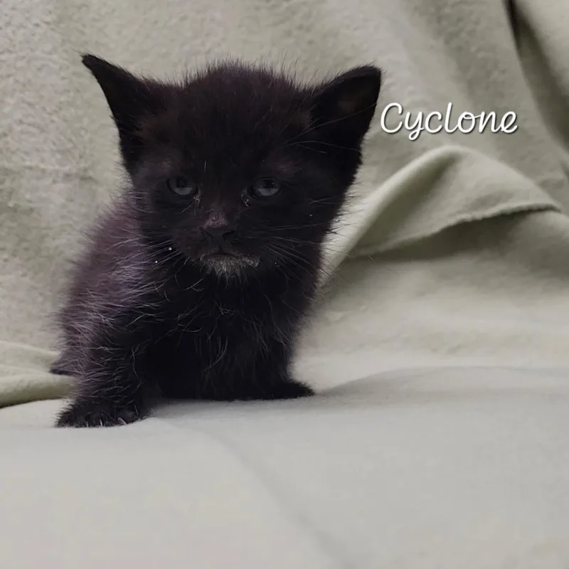 Cyclone thumbnail 2
