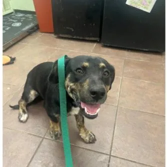 A young medium-sized male Black Cardigan Welsh Corgi dog named Kibble for adoption in Austin, TX