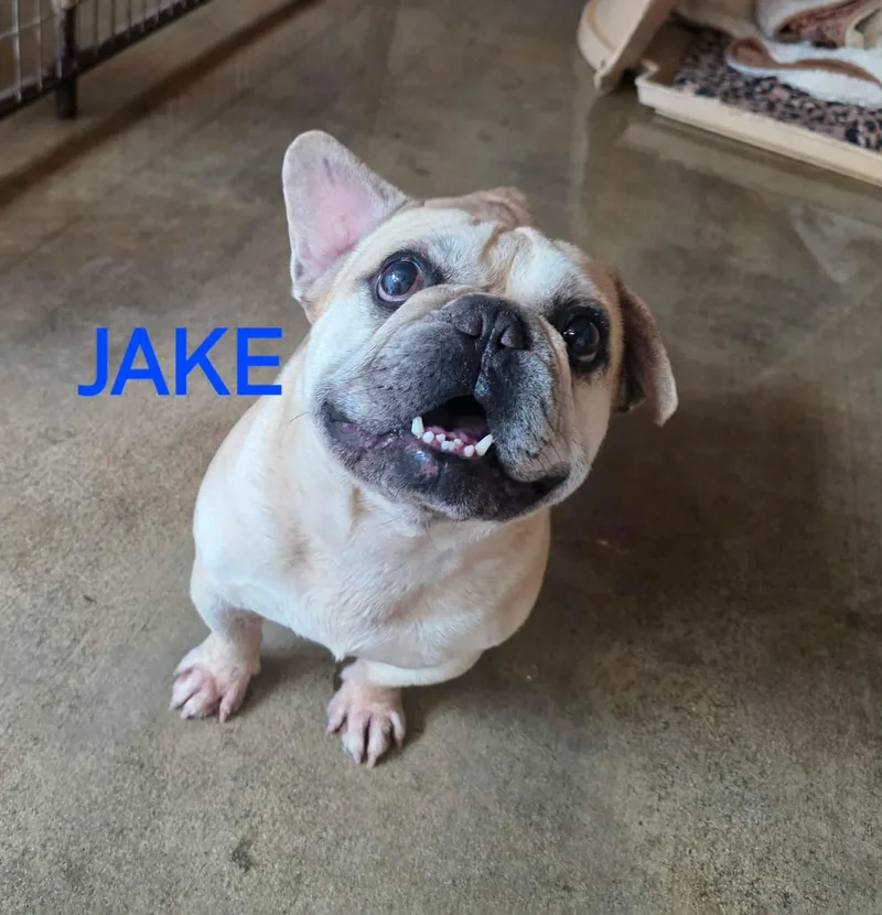 Jake