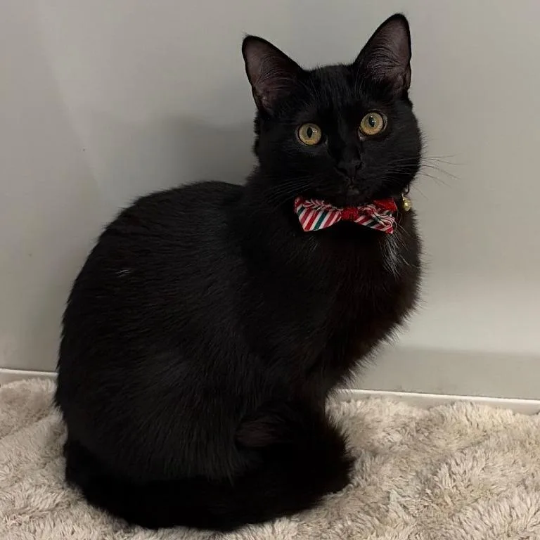 A young medium-sized female Black Domestic Short Hair cat named Pecan for adoption in Jupiter, FL