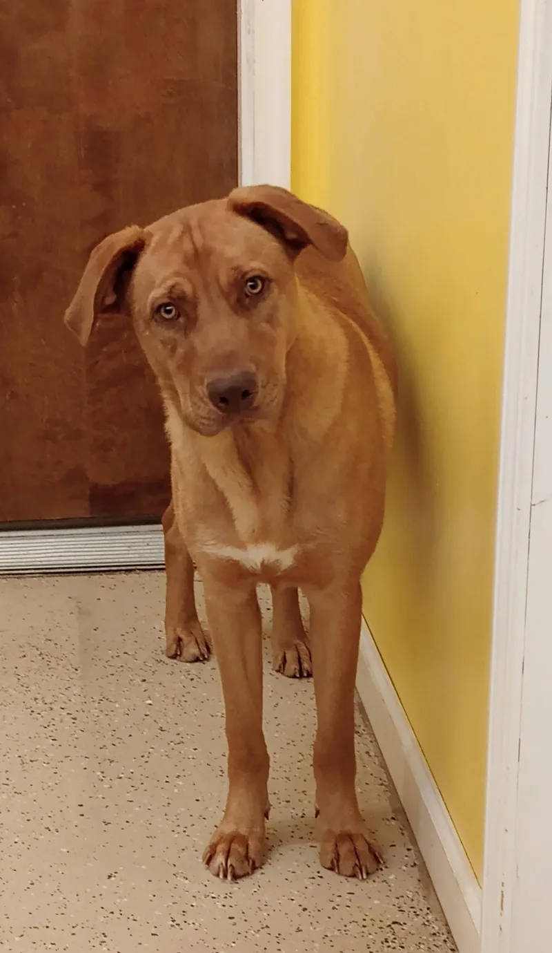 A baby large-sized male German Shepherd Dog dog named Loki for adoption in York, SC