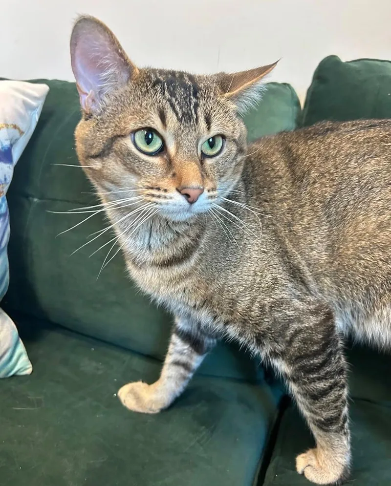 An adult medium-sized male Tabby (Brown / Chocolate) Domestic Short Hair cat named Rossi for adoption in Mokena, IL