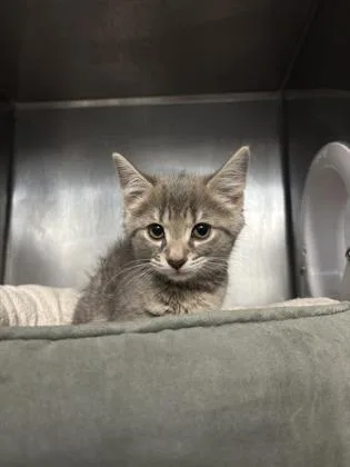 A baby small-sized male Domestic Short Hair cat named Lint for adoption in Madison, NJ
