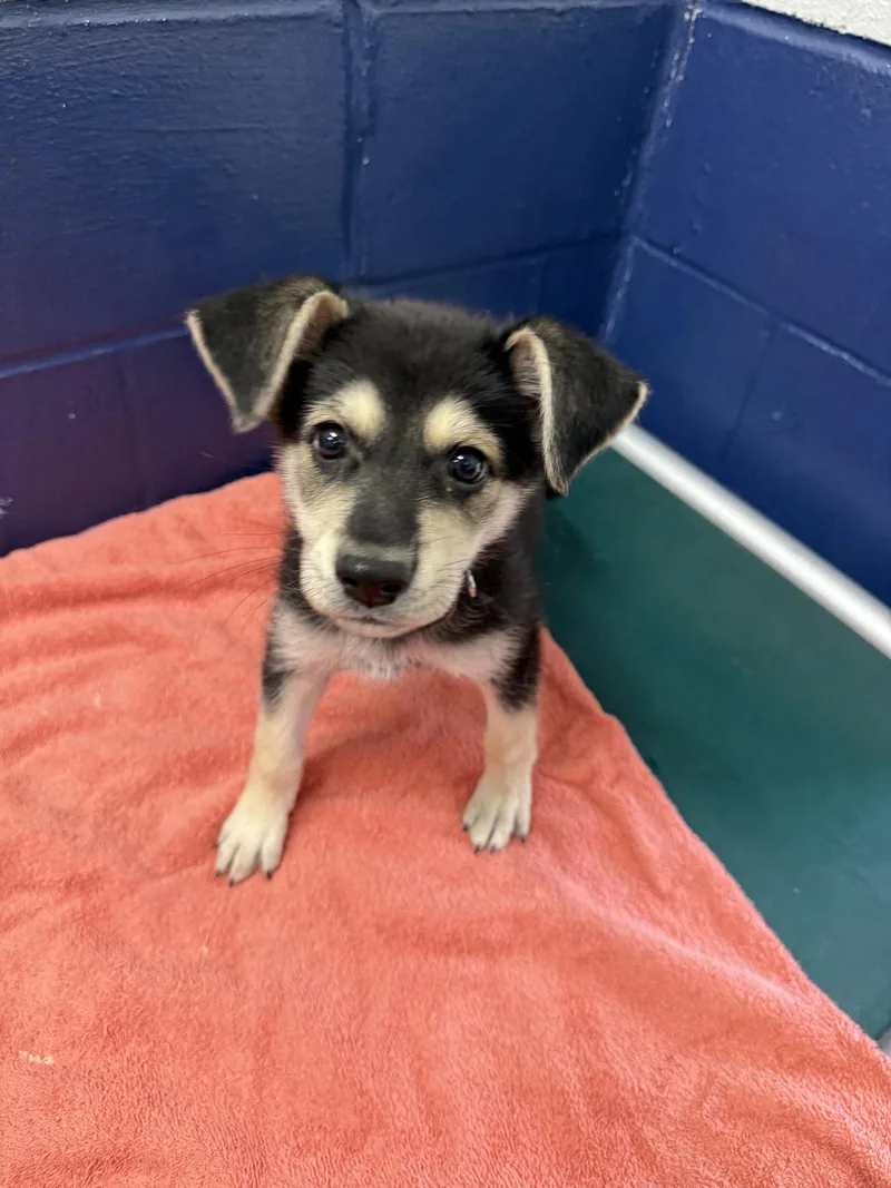 A young medium-sized male German Shepherd Dog dog named Beau weeks AVA for adoption in Sterling, MA