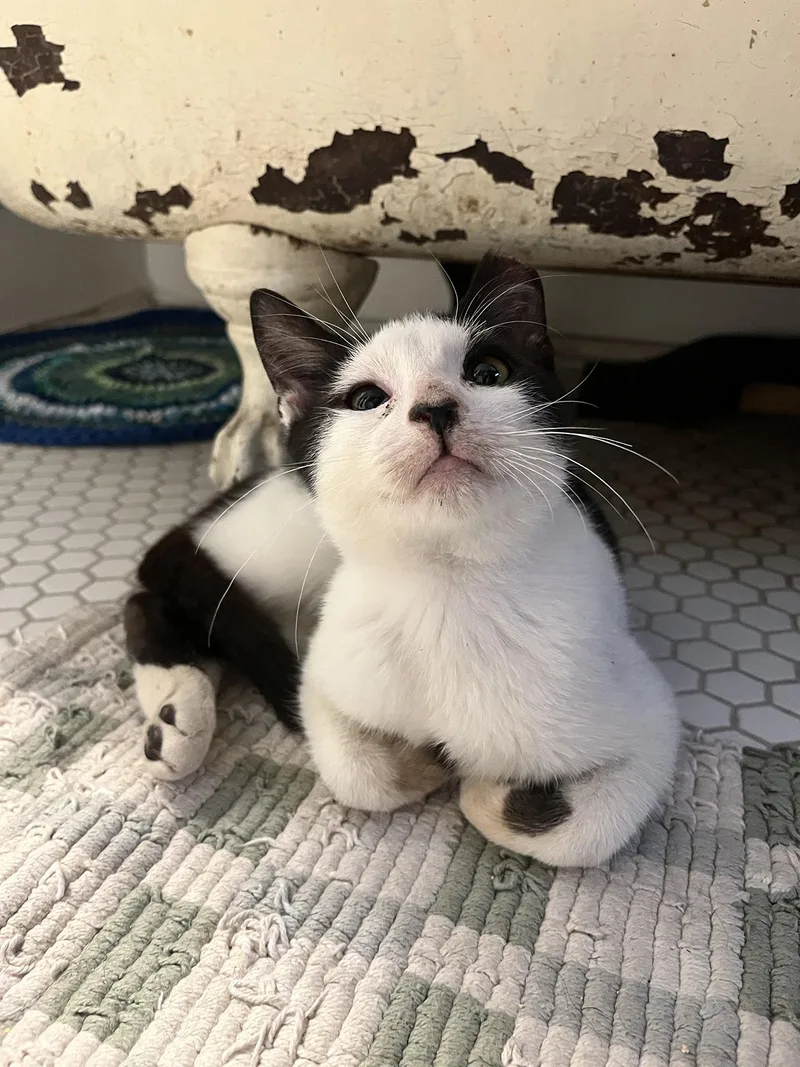 Fabio Frazer thumbnail 2