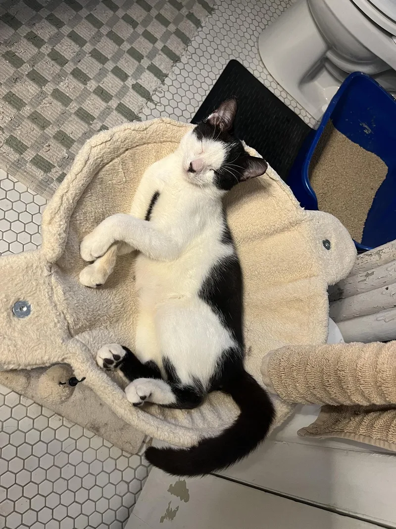 Fabio Frazer thumbnail 3