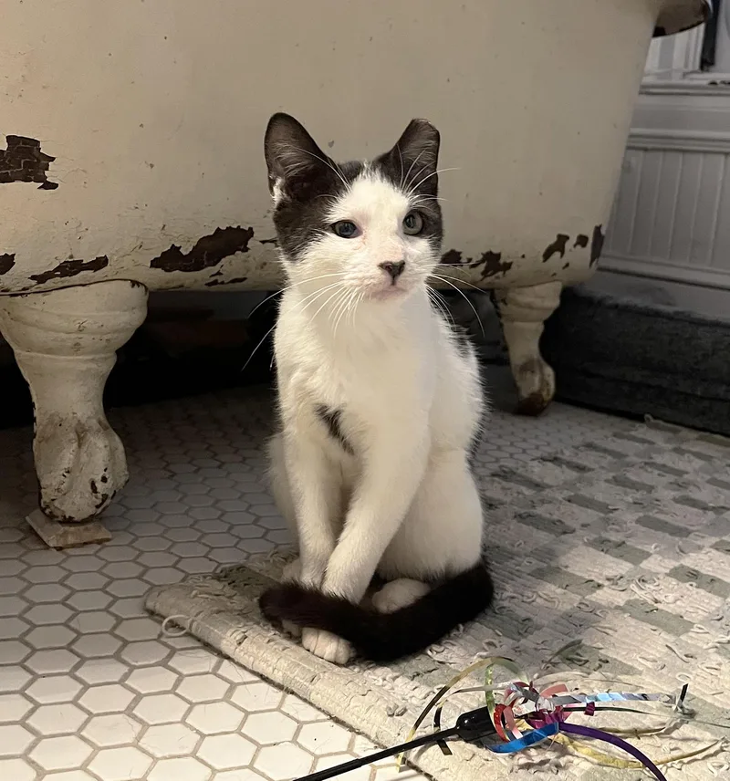 Fabio Frazer thumbnail 5