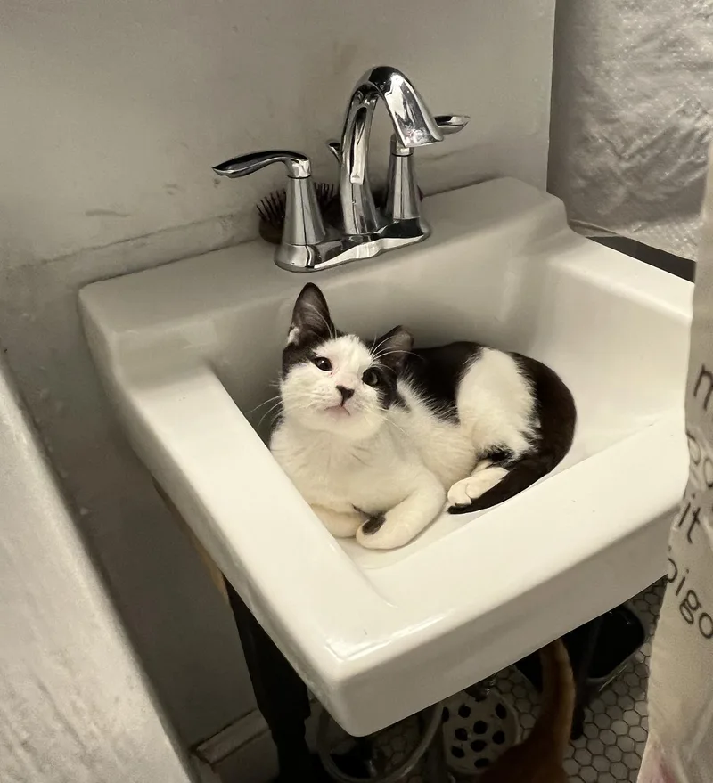 Fabio Frazer thumbnail 6