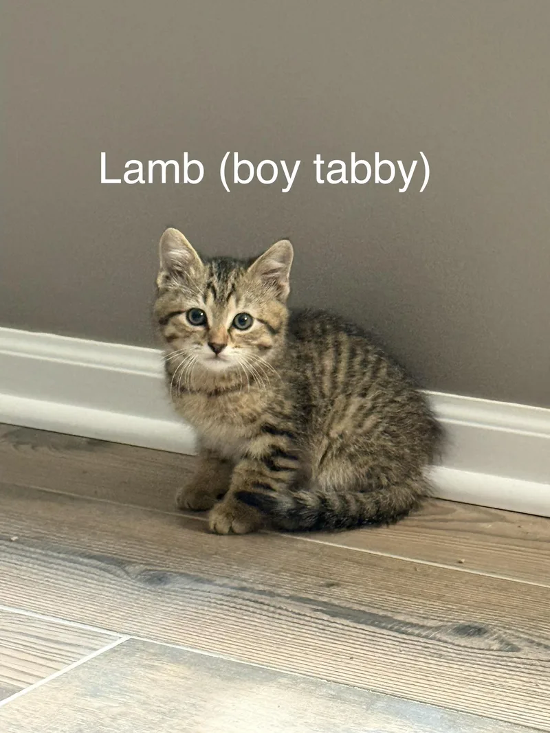 Lamb