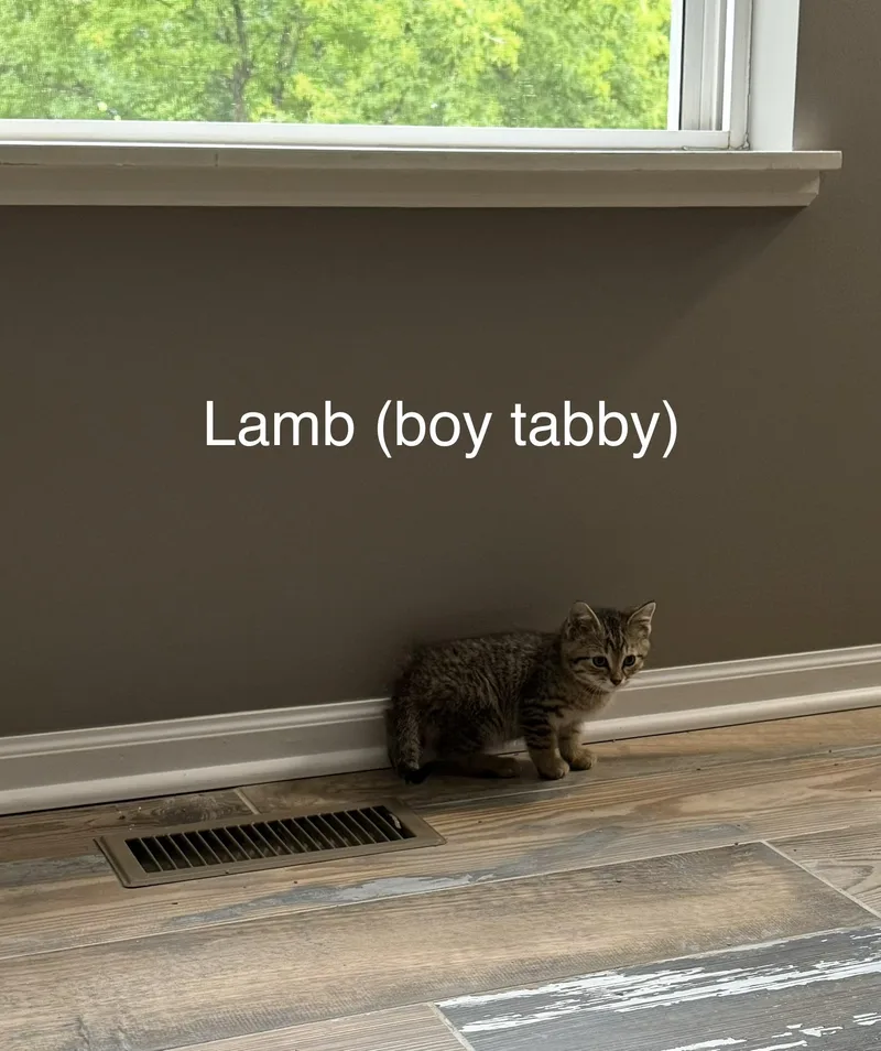 Lamb thumbnail 2
