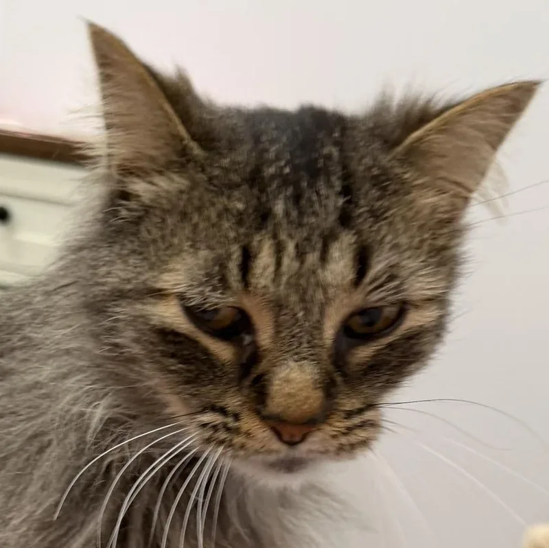 A young medium-sized male Domestic Medium Hair cat named Ren for adoption in Sault Sainte Marie, MI