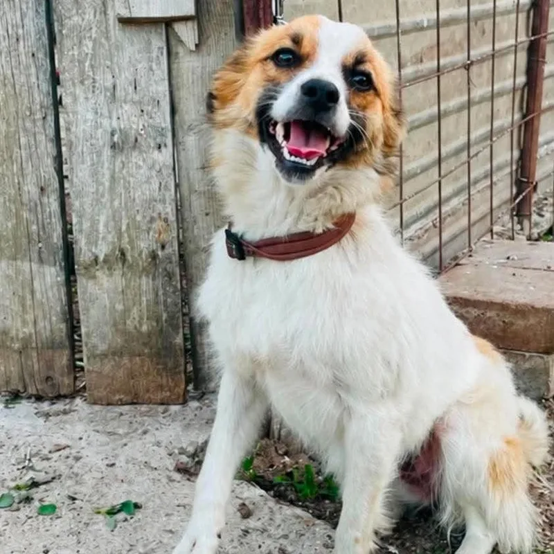 A young medium-sized female White / Cream Mixed Breed dog named Trina for adoption in Alexandria, VA