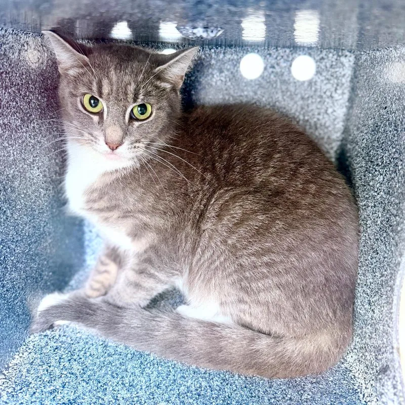 A young small-sized female Gray / Blue / Silver Domestic Short Hair cat named Cersei for adoption in Evensville, TN