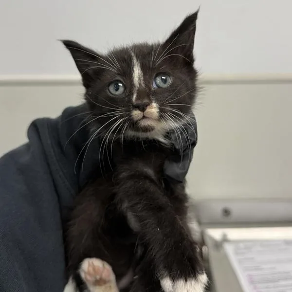 A baby small-sized female Domestic Short Hair cat named April for adoption in Oceanside, CA