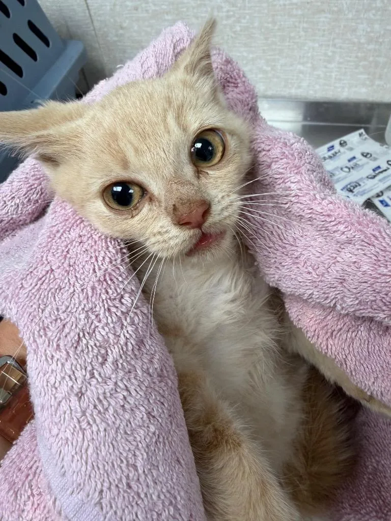 A baby medium-sized female Domestic Short Hair cat named Saffron for adoption in Pomona, NY