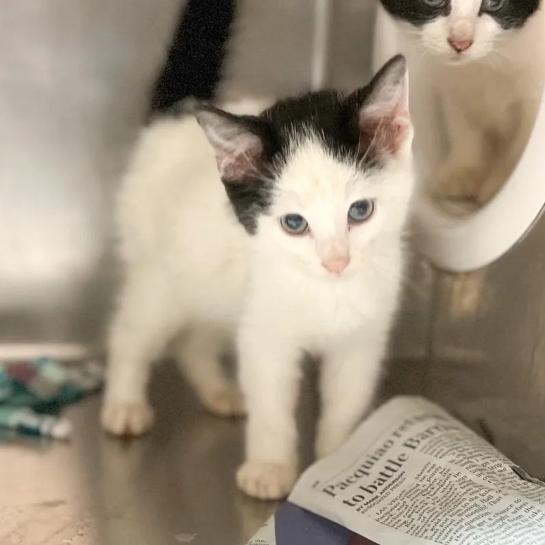 A young medium-sized male Black Domestic Short Hair cat named Miguel for adoption in Edinburg, TX