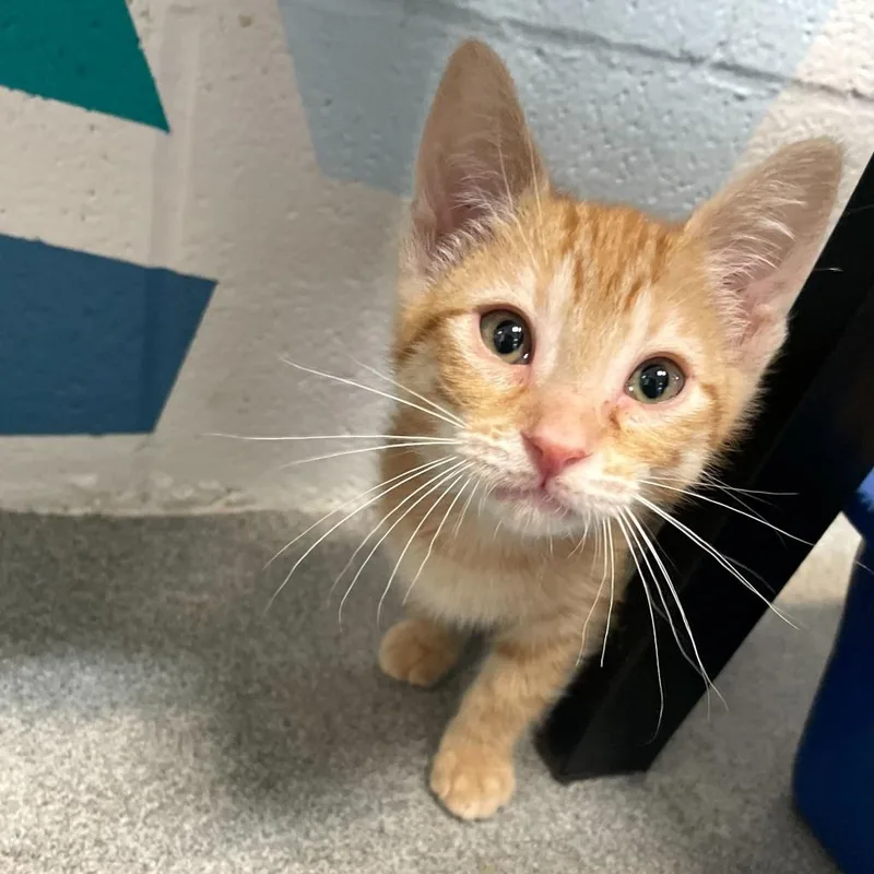 A baby small-sized male Orange / Red Domestic Short Hair cat named Pomelo for adoption in Carencro, LA