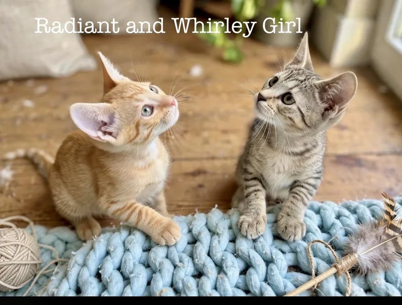 A baby small-sized female Tabby (Brown / Chocolate) Domestic Short Hair cat named Whirly Girl for adoption in Homestead, FL