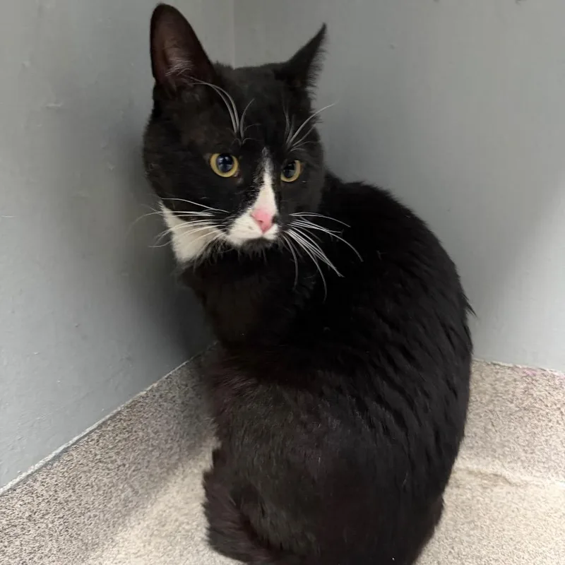 An adult medium-sized male Black Domestic Short Hair cat named Sir PounceALot for adoption in Allentown, PA