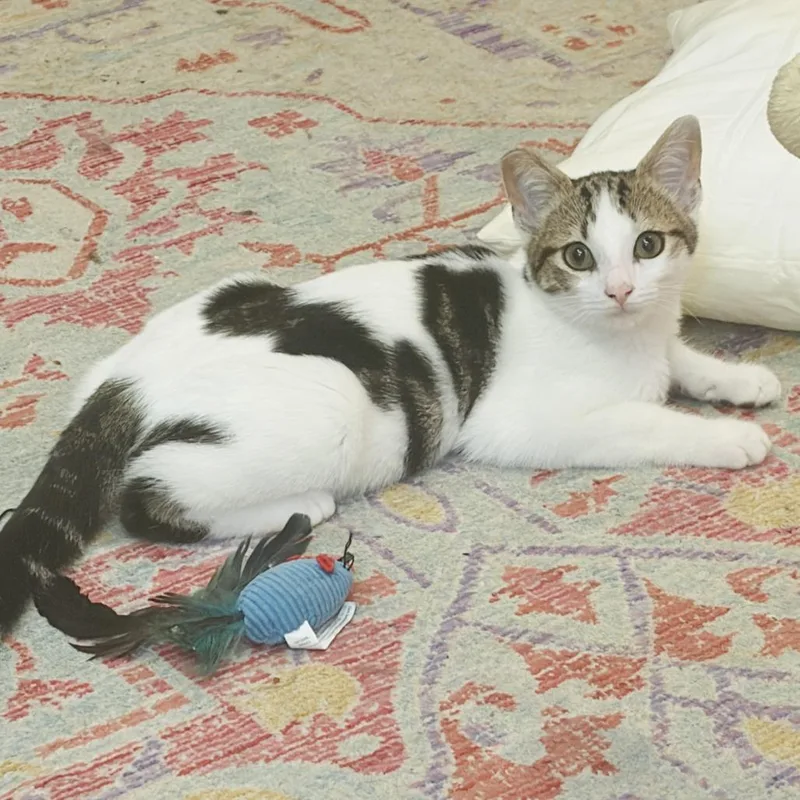 A baby small-sized male White Domestic Short Hair cat named Mankini for adoption in Ventura, CA